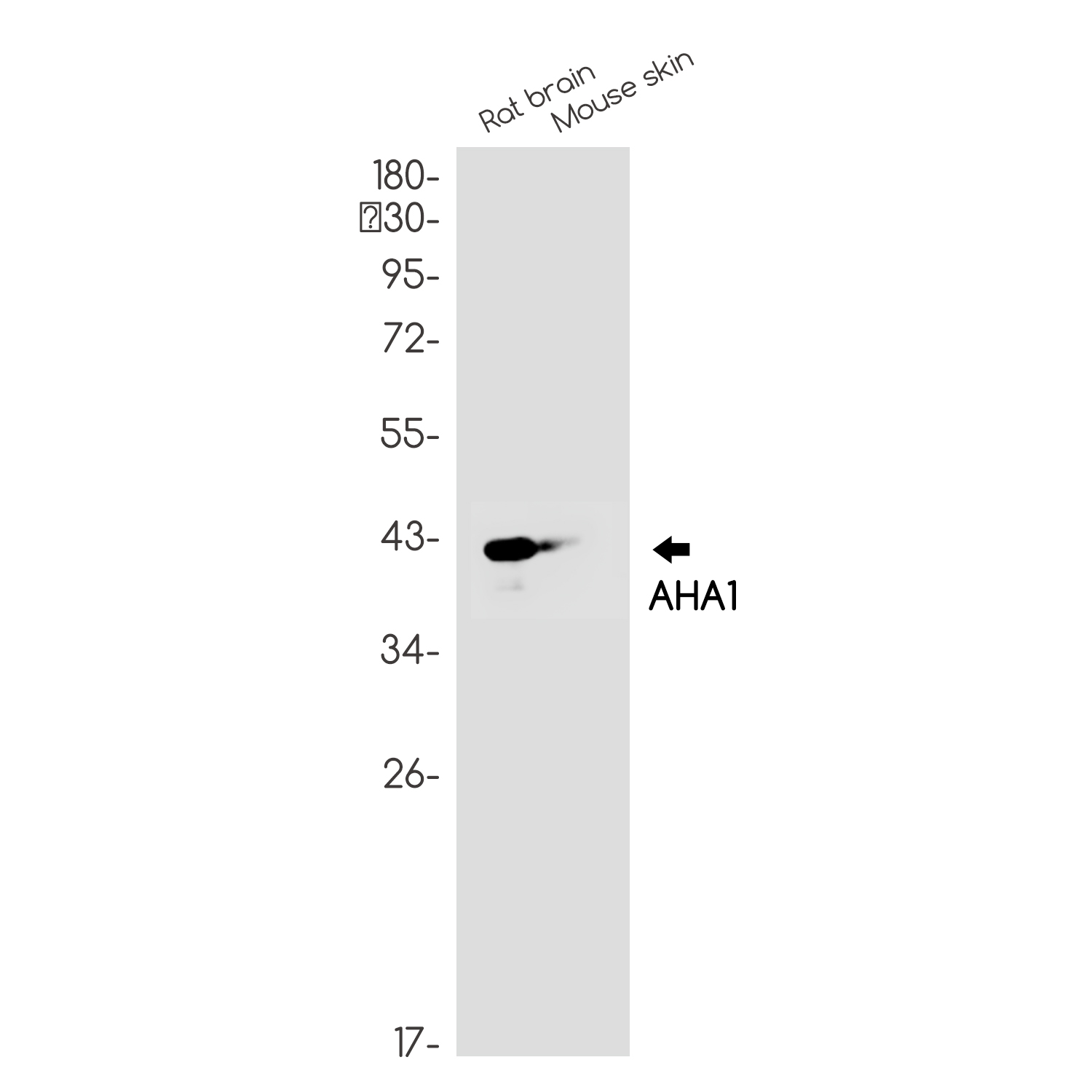 AHA1 Rabbit mAb