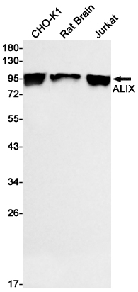ALIX Rabbit mAb
