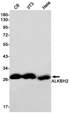 ALKBH2 Rabbit mAb