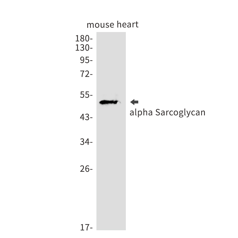 alpha Sarcoglycan Rabbit mAb