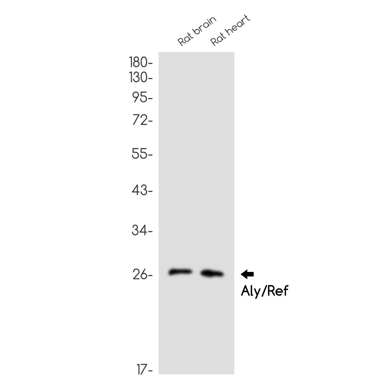 Aly Rabbit mAb