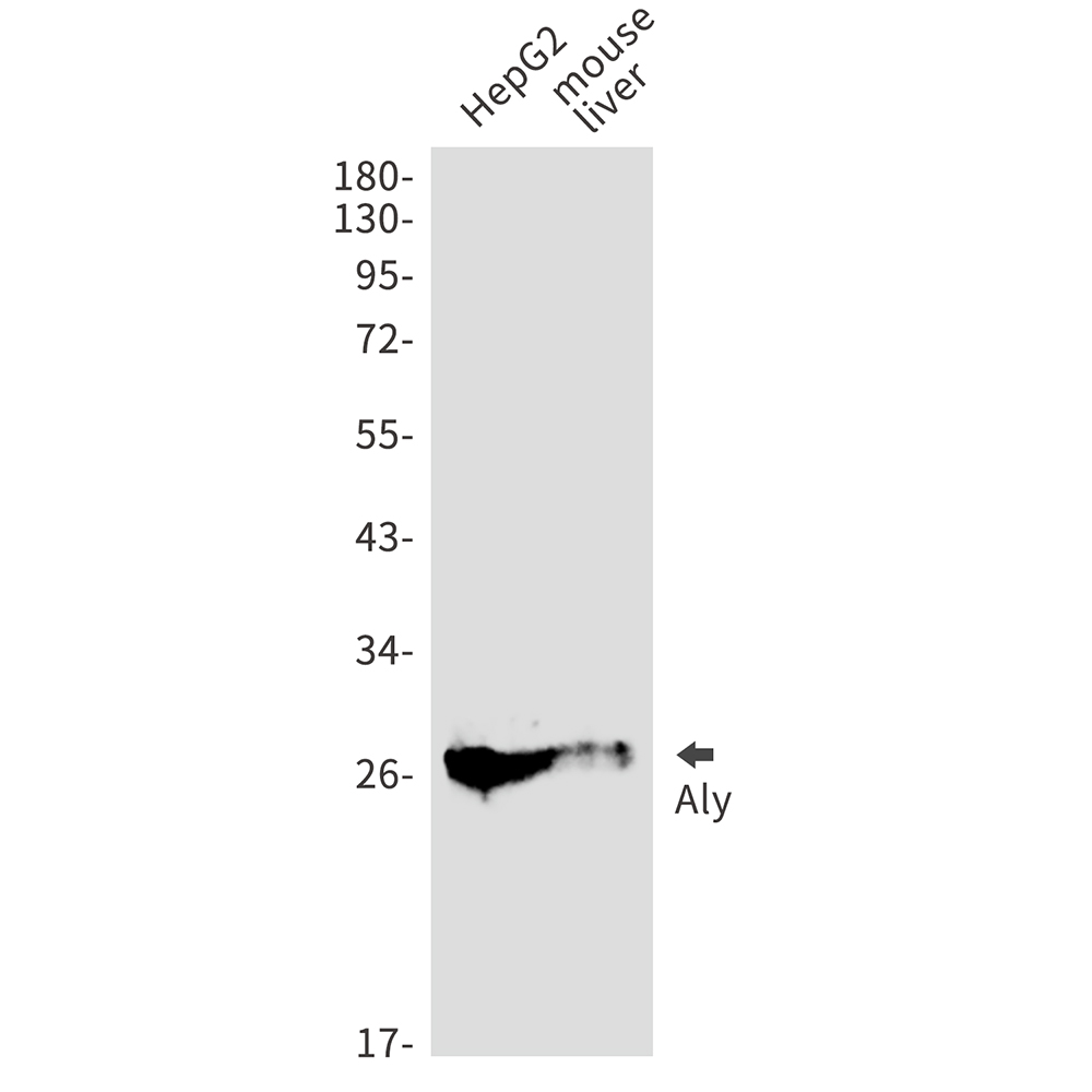 Aly Rabbit mAb