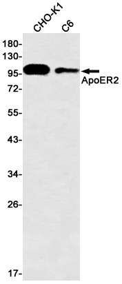 ApoER2 Rabbit mAb