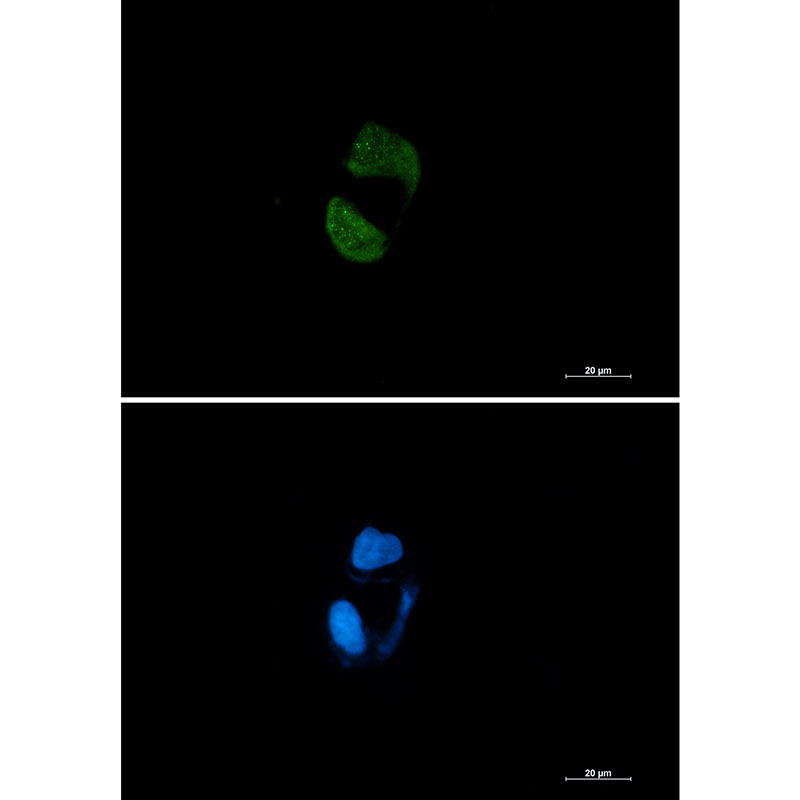 Argonaute 2 Rabbit mAb
