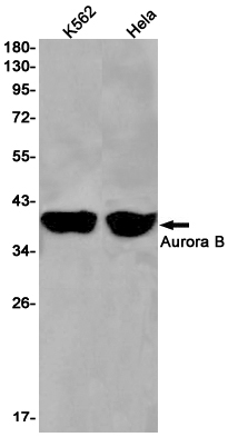 Aurora B Rabbit mAb