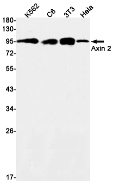 Axin 2 Rabbit mAb