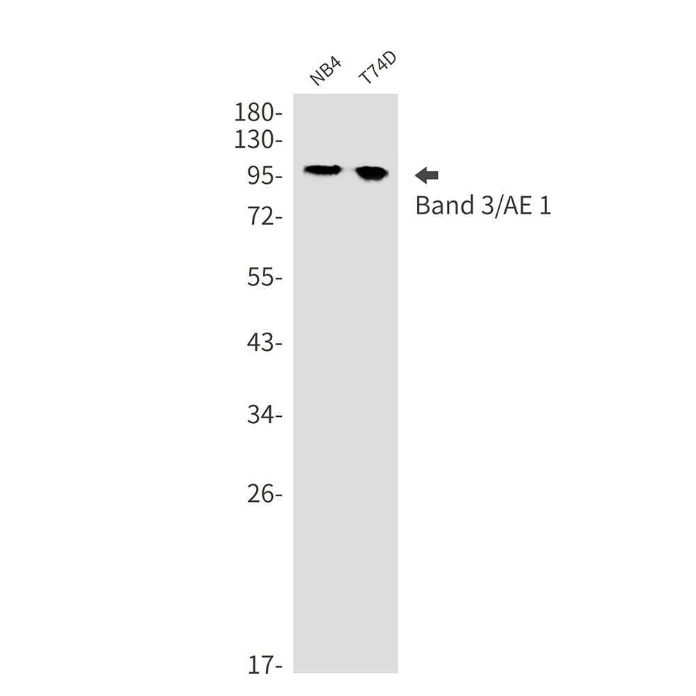 Band 3 Rabbit mAb