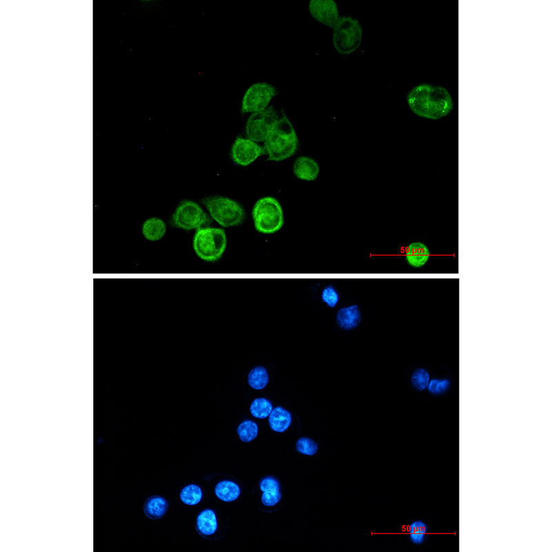 BAT3 Rabbit mAb