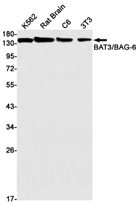 BAT3 Rabbit mAb