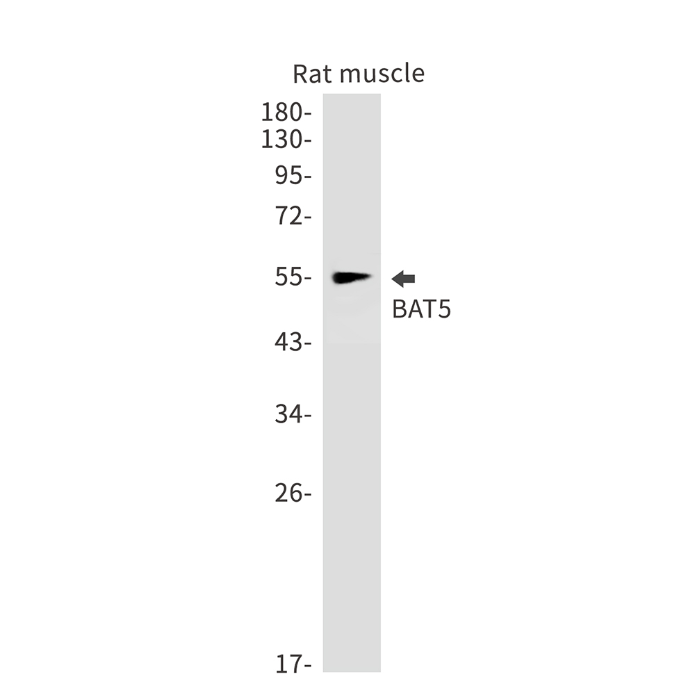 BAT5 Rabbit mAb