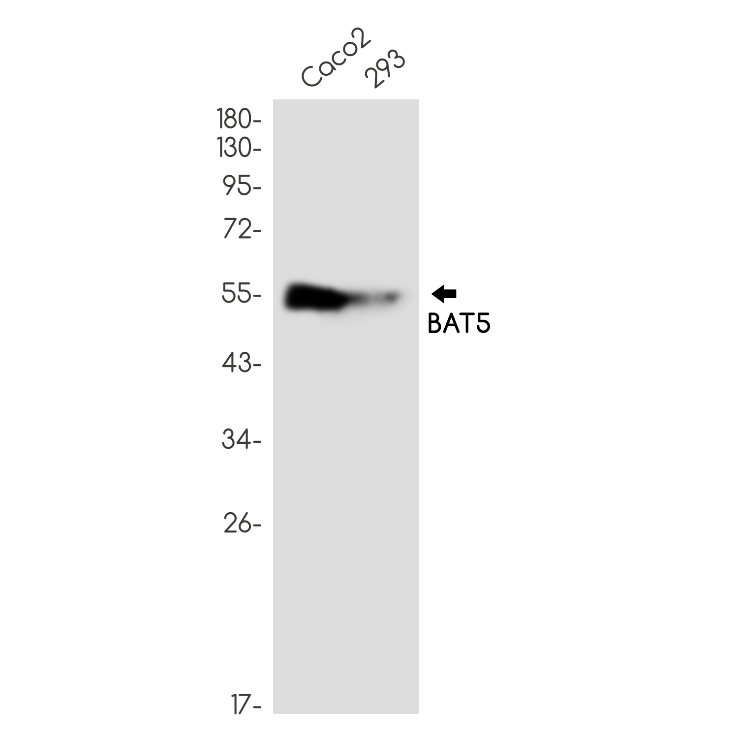 BAT5 Rabbit mAb