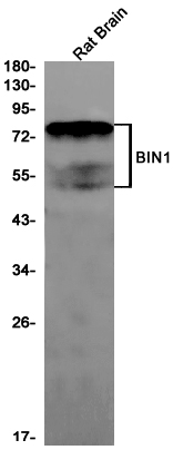 BIN1 Rabbit mAb