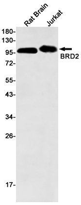 BRD2 Rabbit mAb