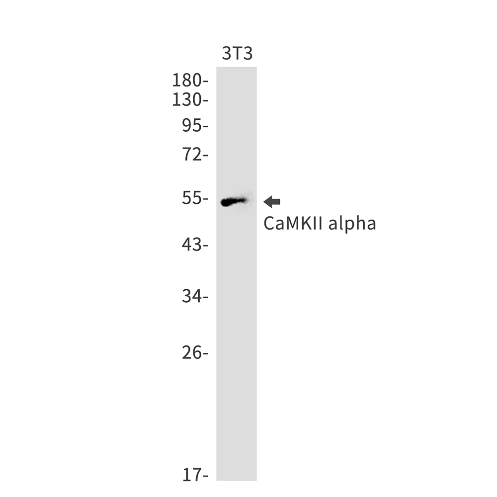 CaMKII alpha Rabbit mAb