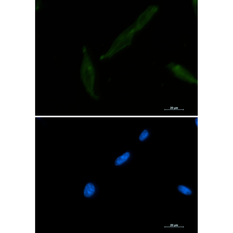 CD147 Rabbit mAb