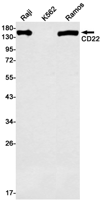 CD22 Rabbit mAb