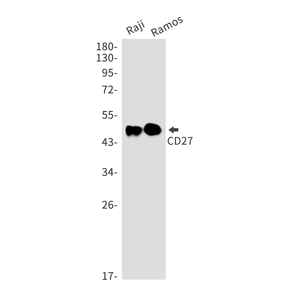 CD27 Rabbit mAb