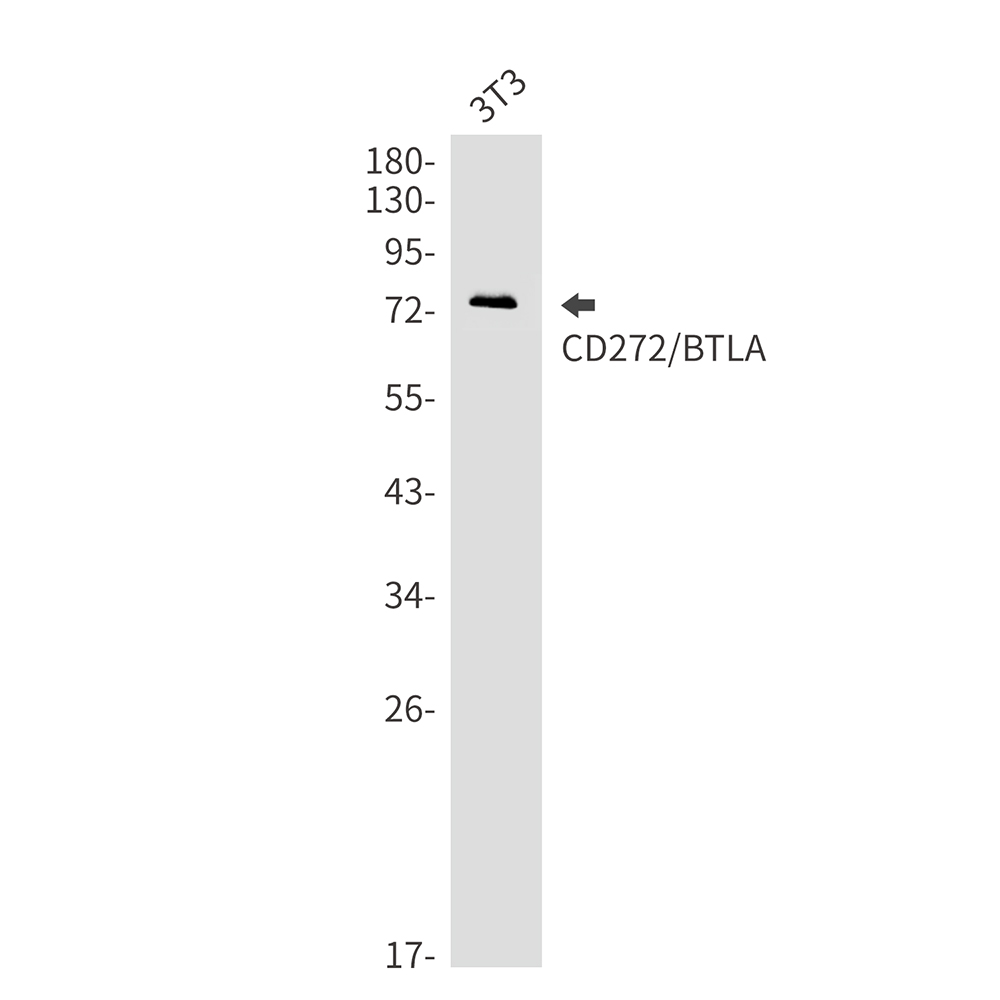 CD272 Rabbit mAb