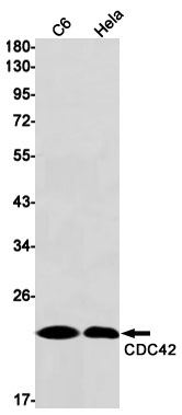 CDC42 Rabbit mAb