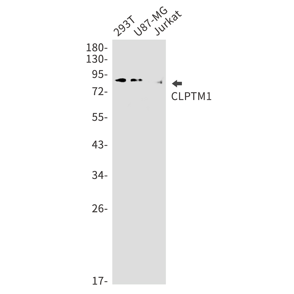 CLPTM1 Rabbit mAb
