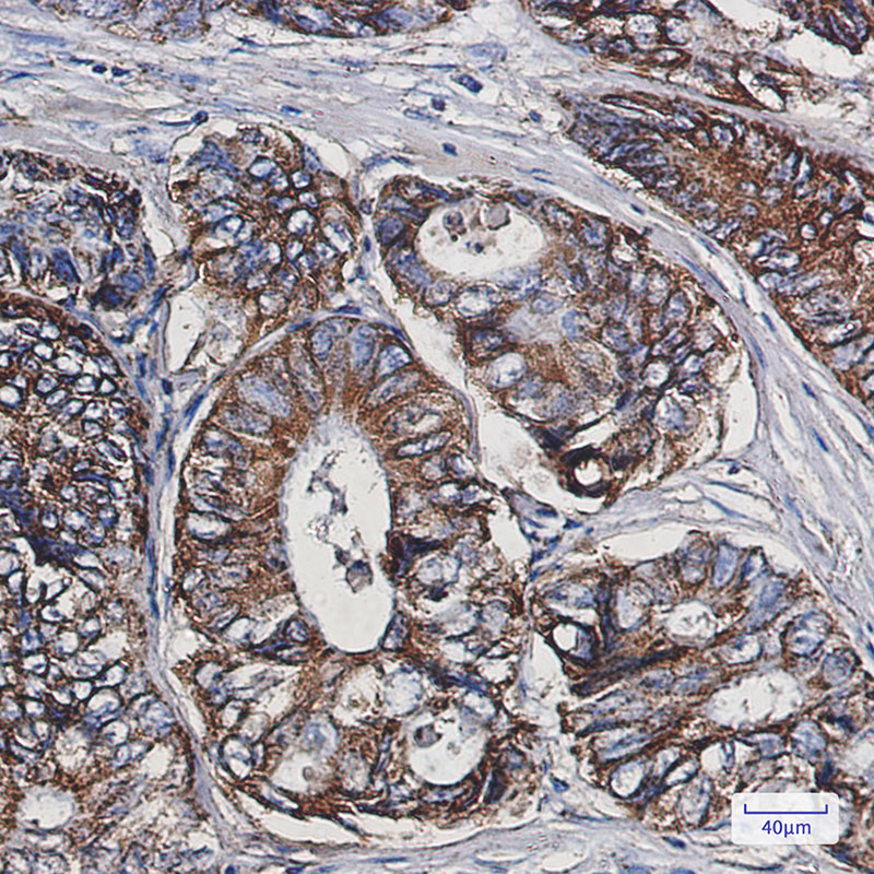 Cpn10 Rabbit mAb
