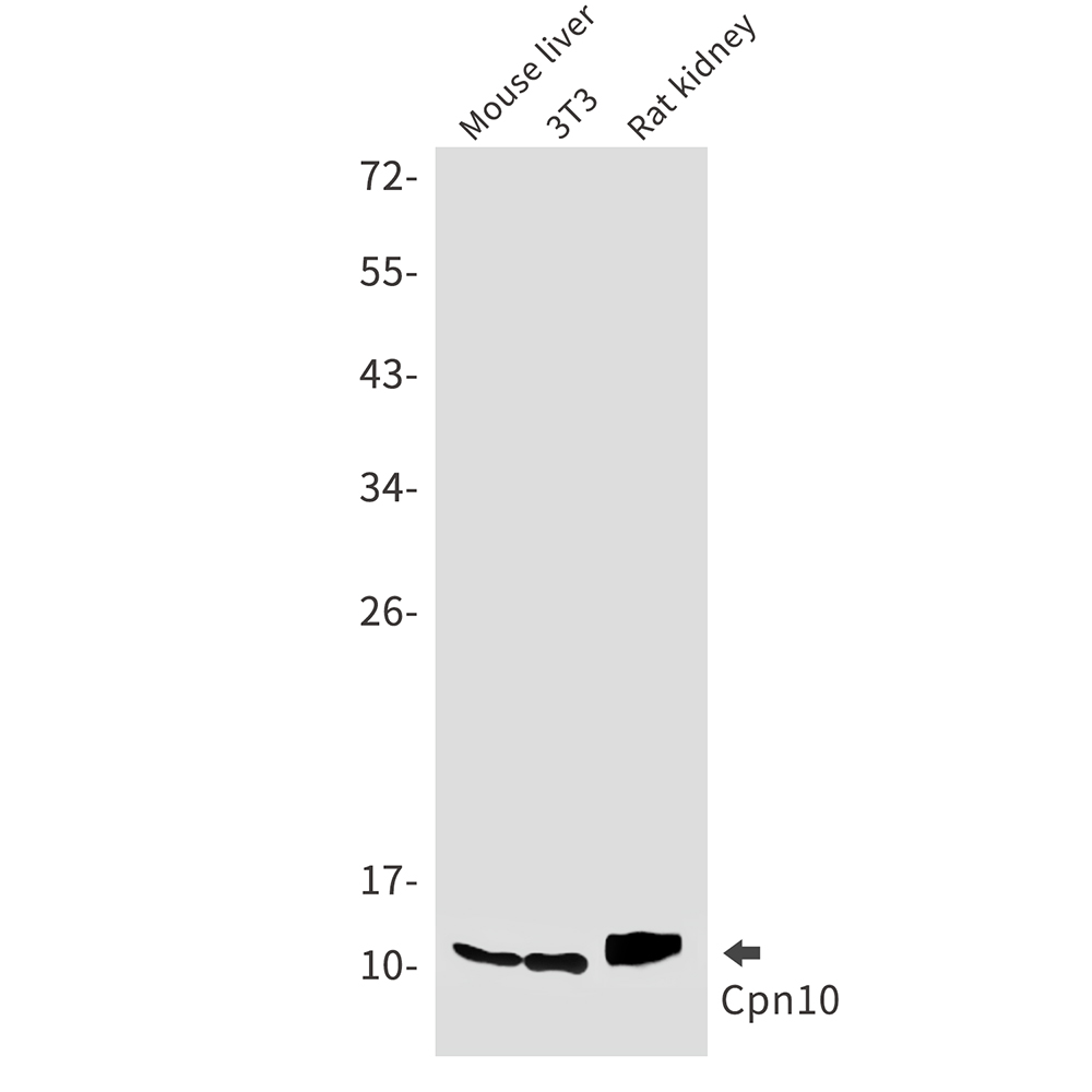 Cpn10 Rabbit mAb