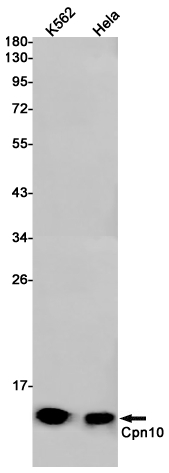 Cpn10 Rabbit mAb