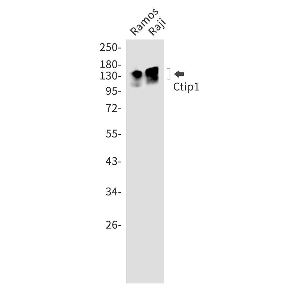Ctip1 Rabbit mAb