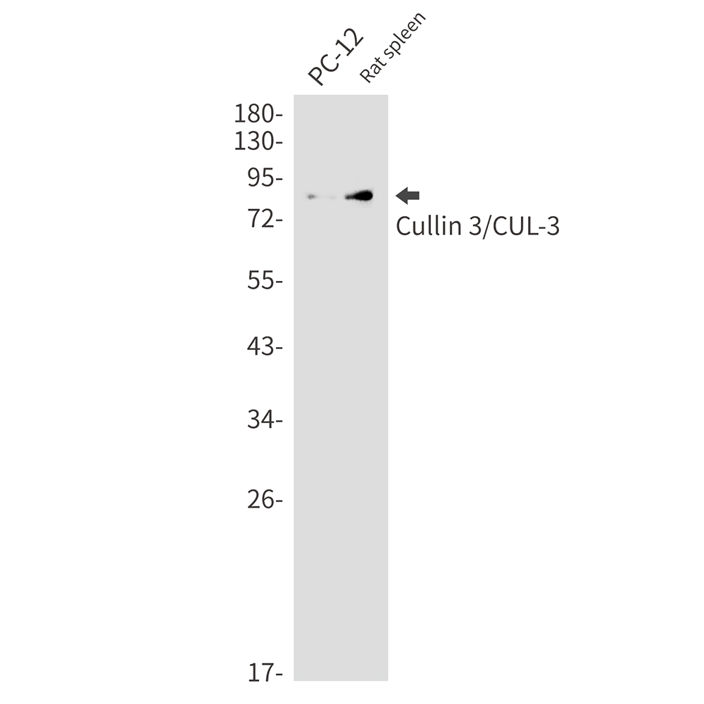 Cullin 3 Rabbit mAb