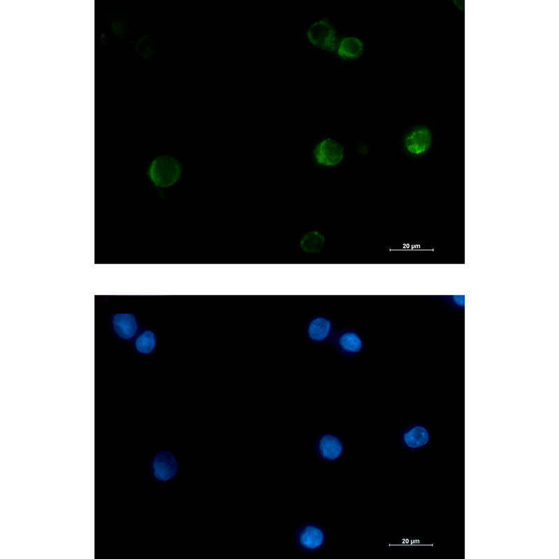Cytochrome C Rabbit mAb