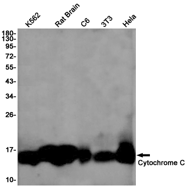 Cytochrome C Rabbit mAb