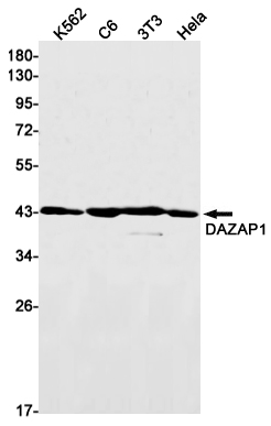 DAZAP1 Rabbit mAb