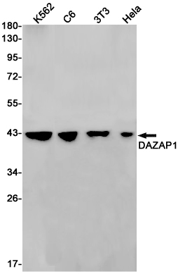 DAZAP1 Rabbit mAb