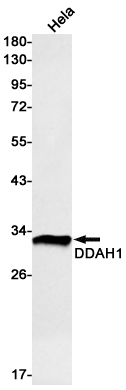 DDAH1 Rabbit mAb