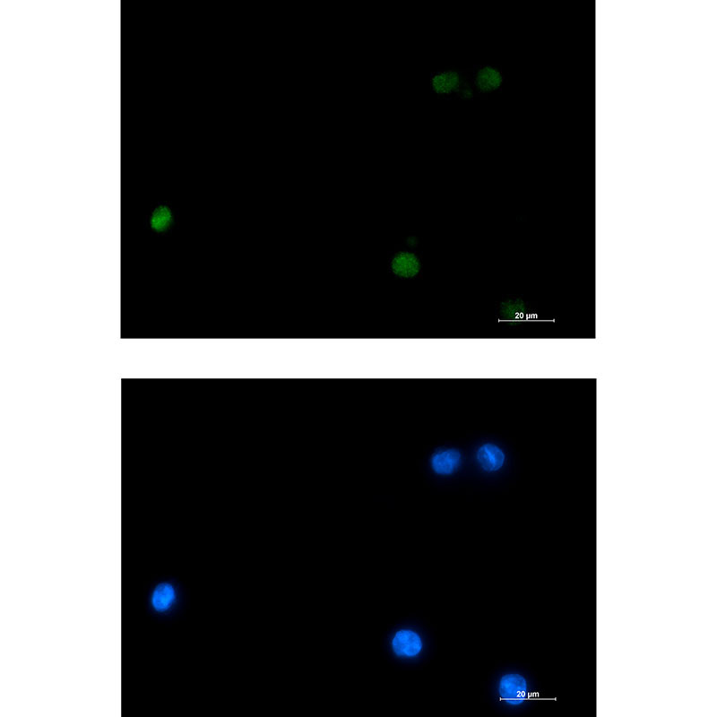 DLX4 Rabbit mAb