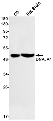 DNAJA4 Rabbit mAb