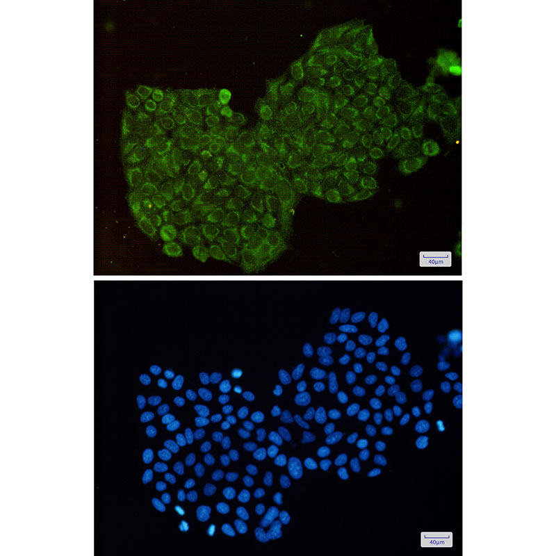 DPD Rabbit mAb