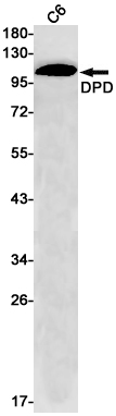DPD Rabbit mAb