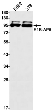E1B AP5 Rabbit mAb