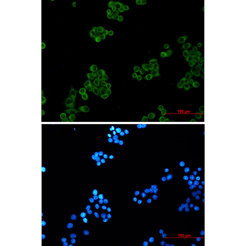 EHD1 Rabbit mAb