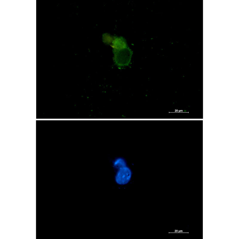 eIF1A Rabbit mAb