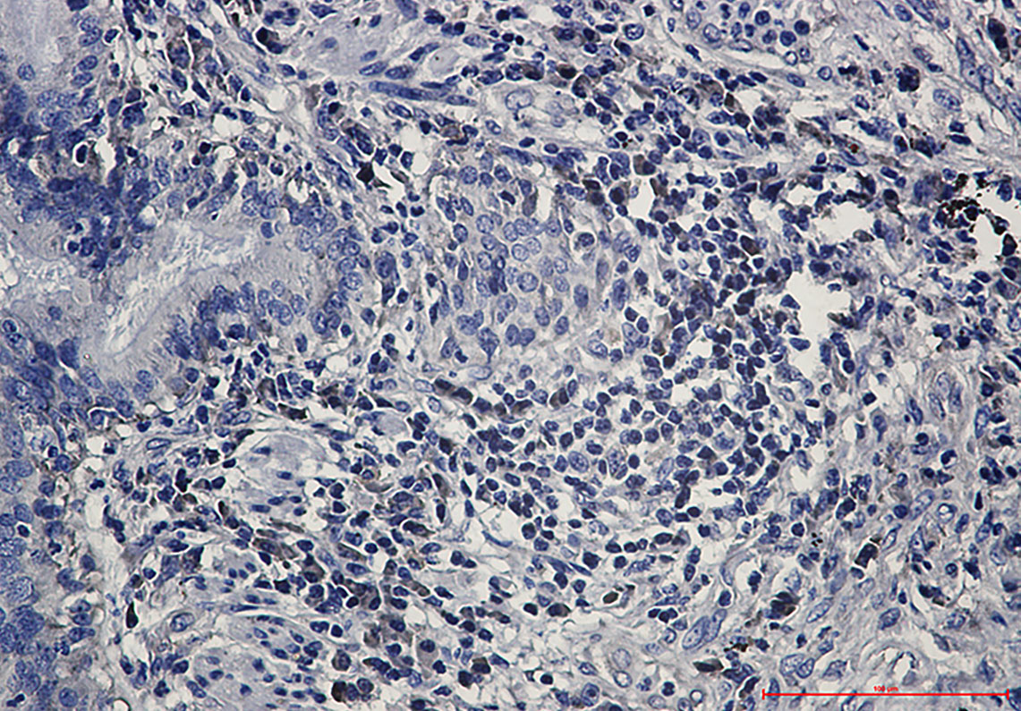 eIF1A Rabbit mAb