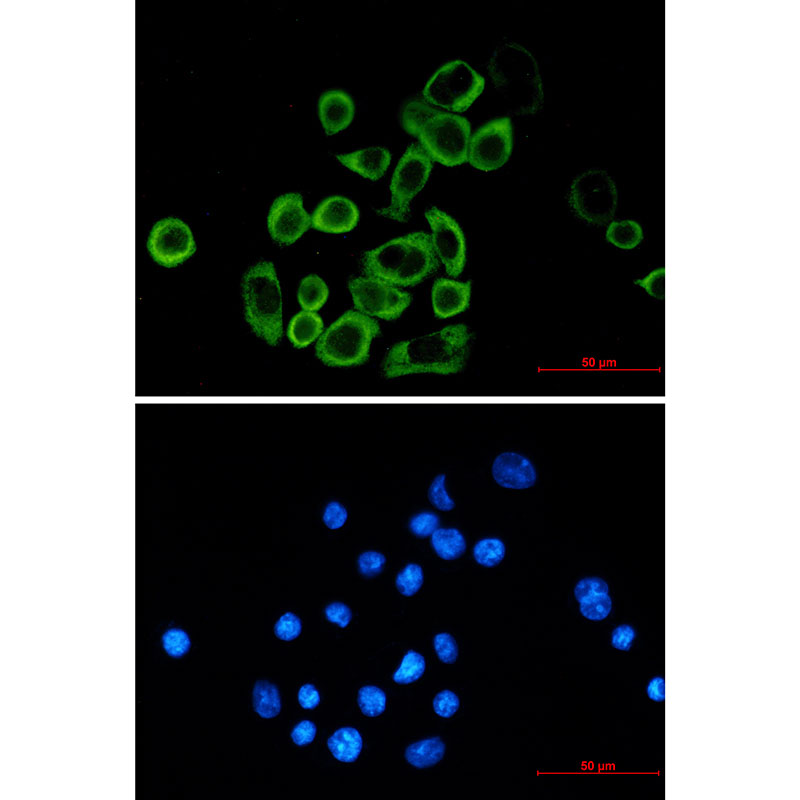 eIF2A Rabbit mAb