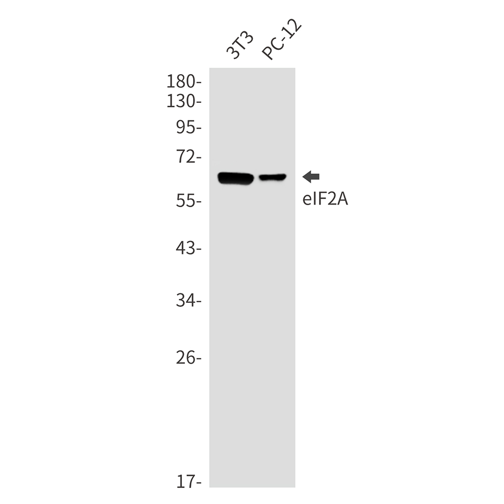 eIF2A Rabbit mAb