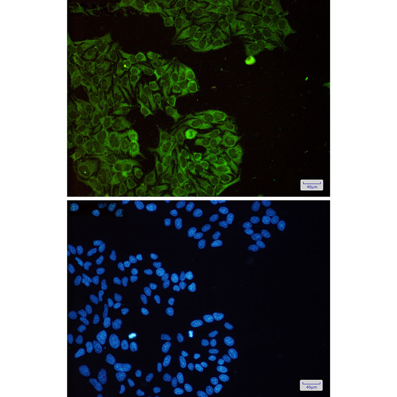 eIF3B Rabbit mAb