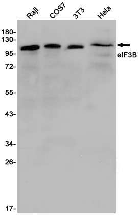 eIF3B Rabbit mAb