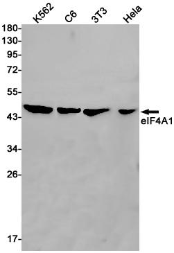 eIF4A1 Rabbit mAb