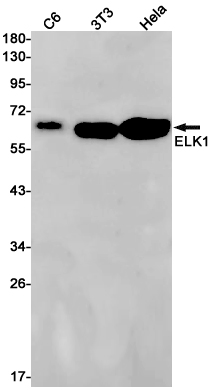 ELK1 Rabbit mAb