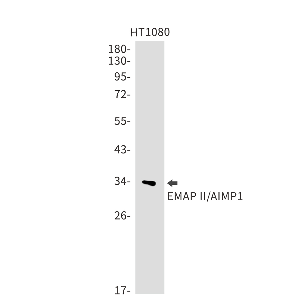 EMAP II Rabbit mAb