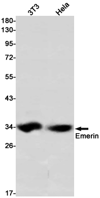 Emerin Rabbit mAb